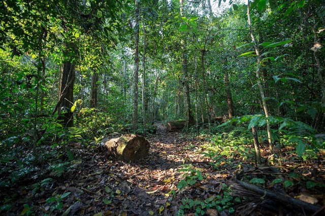 Dịch vụ môi trường rừng góp phần bảo vệ môi trường và tạo nguồn sinh kế cho người dân