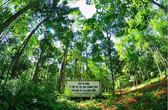 Việt Nam thu 1.250 tỉ đồng từ bán tín chỉ các-bon rừng